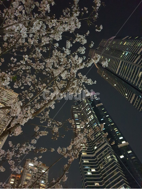 벚꽃,벚꽃나무,도시벚꽃,꽃,밤,cherryblossoms,flower,nightandflower,봄