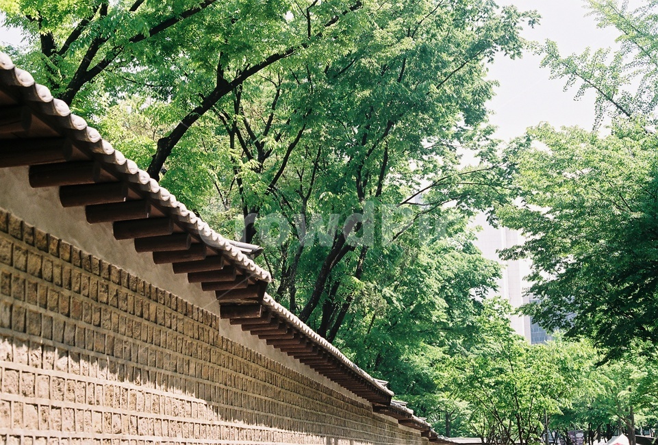 덕수궁,돌담길,나들이,산책,필름