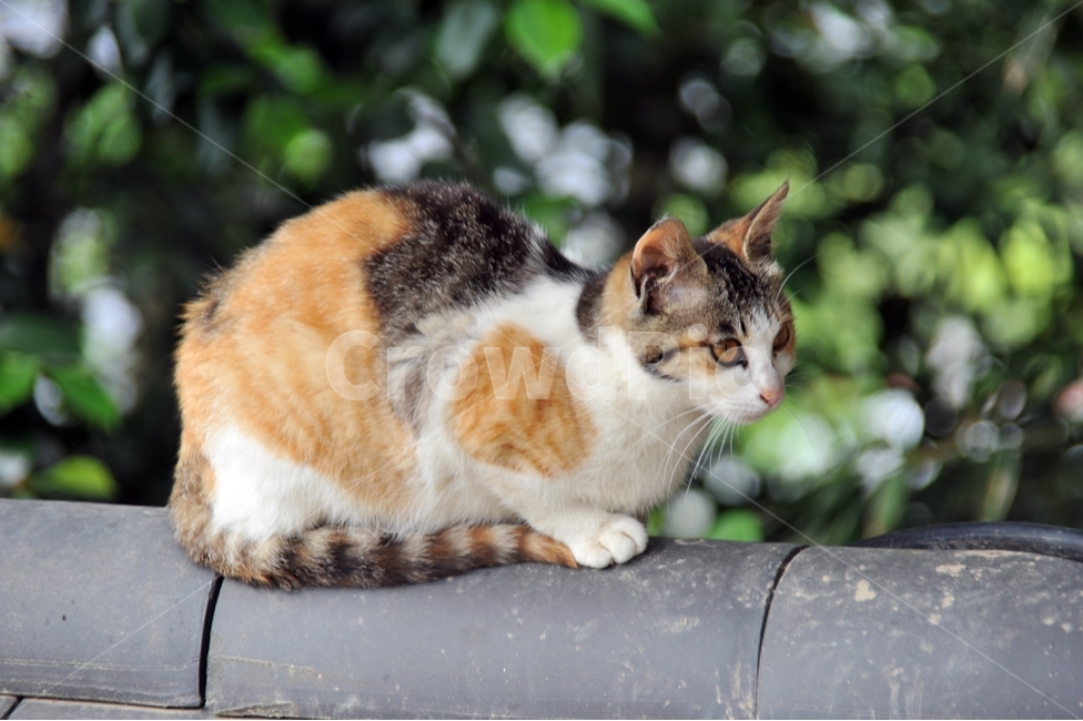 고양이,사찰,삼색고양이,담,애묘,cat,동물,animal,포유류,mammal,kitten,kitty,동물,animal,포유류,mammal,고양이,cat,kitten,kitty