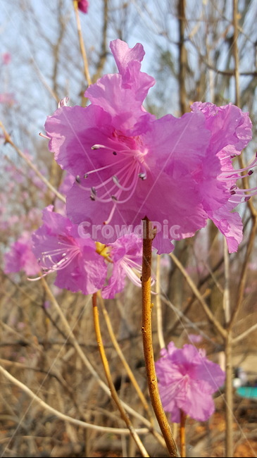 진달래,진달래꽃,분홍,봄,산,봄꽃,봄산,봄나무,나무,식물,자연,plants,nature,꽃,flower