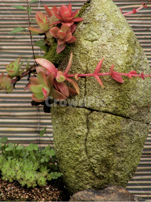 박화장,박화장꽃,다육이,식물,flower,blossom,plant,꽃,봄꽃,화분,다육이꽃,돌,분재