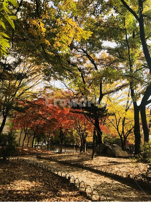 가을,단풍,풍경,따스함,배경,가을,계절,fall,autumn,season,자연,풍경,nature,landscape,tree,나무,plant,식물,tree trunk,나무 줄기