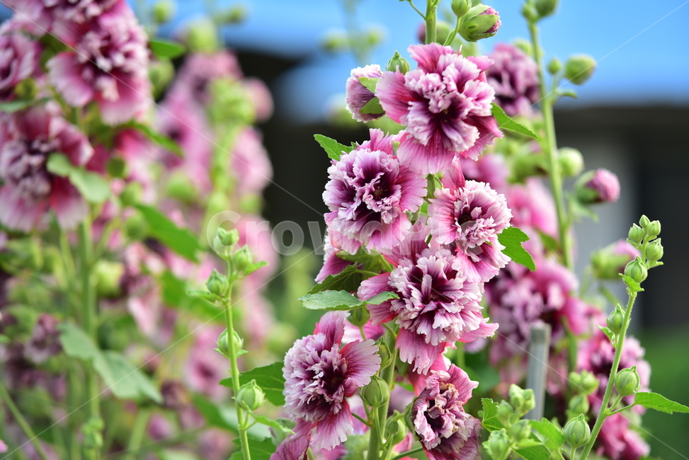 접시꽃,꽃,카네이션접시꽃,예쁜,정원꽃,여름꽃,플라워,flower,hollyhock