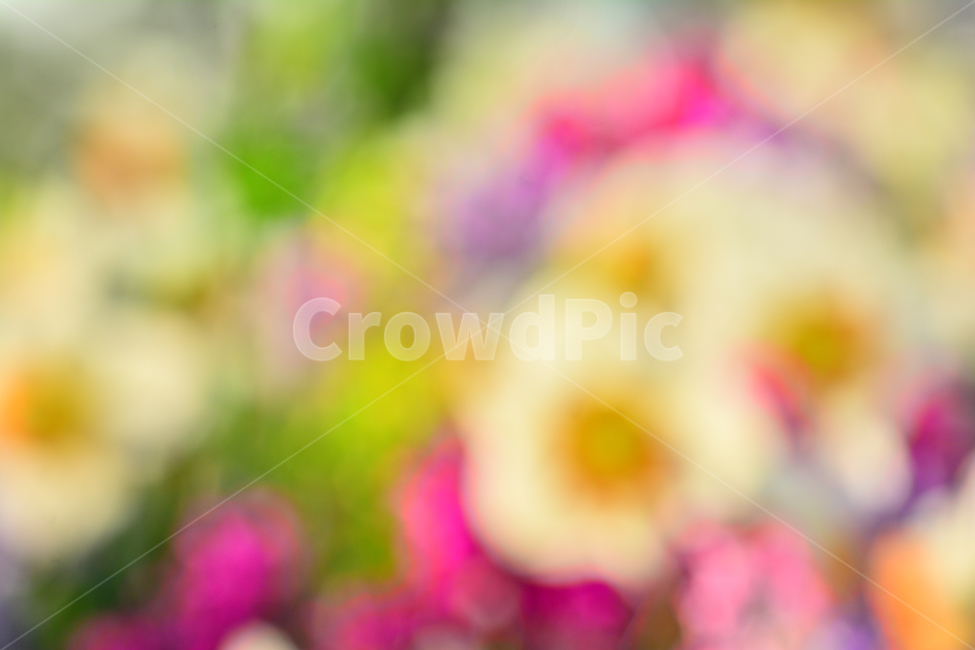 pink,color,catalog,yellow,dreamy,out of focus,spring,spring flowers,saturation,red,beautiful,spring image,sensibility,graphic source,advertisement,beautifulcolor,Emotion,Phil,flowers,green,violet,feeling,flower,Red,emotion,dream,background,purple,pastel t