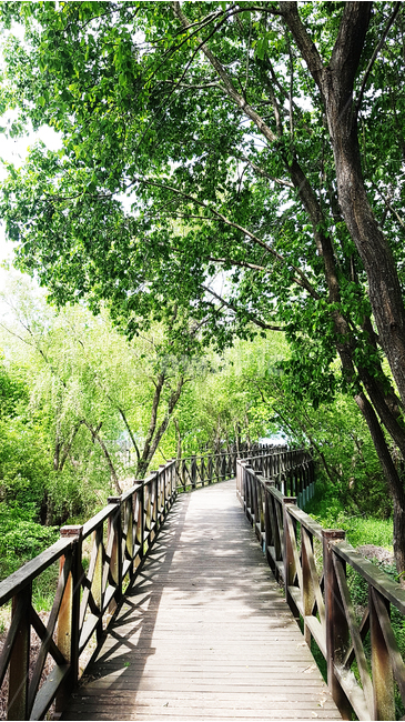 풍경,나무,길,자연,숲,nature,landscape,green,tree,forest,plant,자연,풍경,nature,landscape,휴식,힐링,rest,relaxation,healing,boardwalk,산책로,building,건물,bridge,다리
