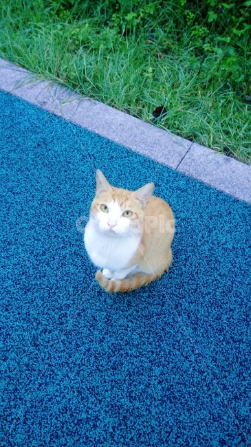 고양이,cat,grass,mammal,포유류,pet,애완동물,animal,동물,abyssinian,아비시니안,풀,공원,잔디,길고양이,산책로,풀밭,도보