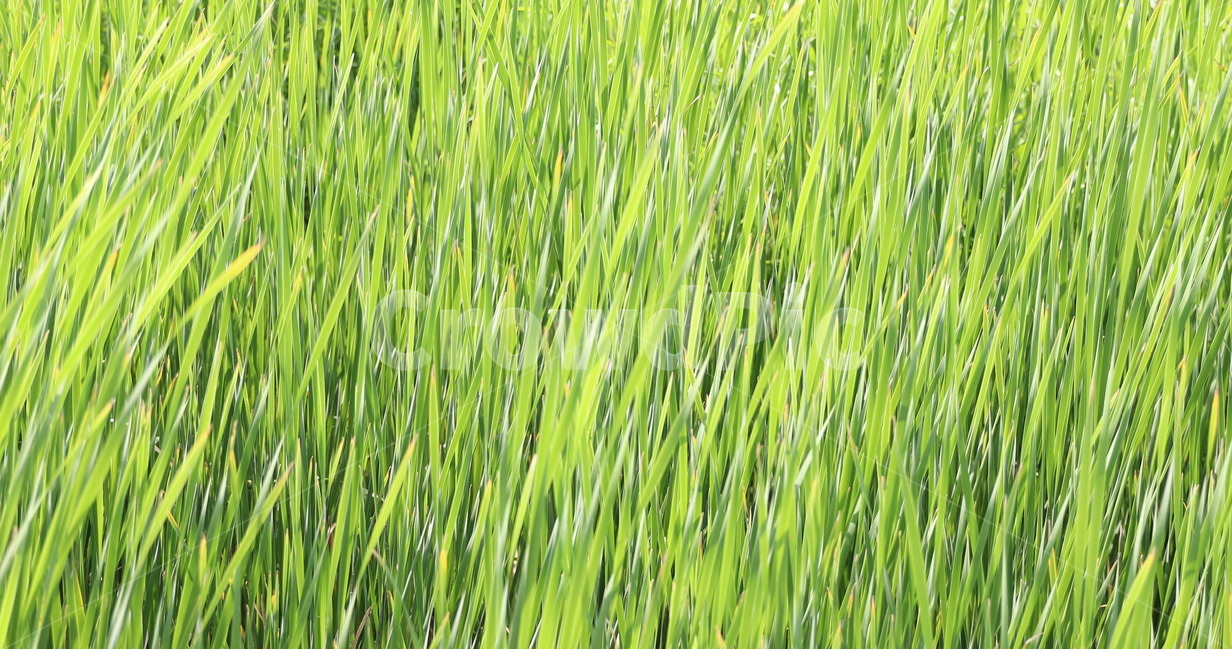 갈대,풀,자연,바람,흔들림,웰빙,유기농,숲,식물,자연,plants,nature