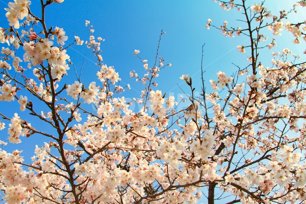 봄,벗꽃,사쿠라,일본꽃,파란하늘,봄,계절,spring,season,식물,자연,plants,nature,꽃,flower,plant,blossom,cherry blossom,벚꽃