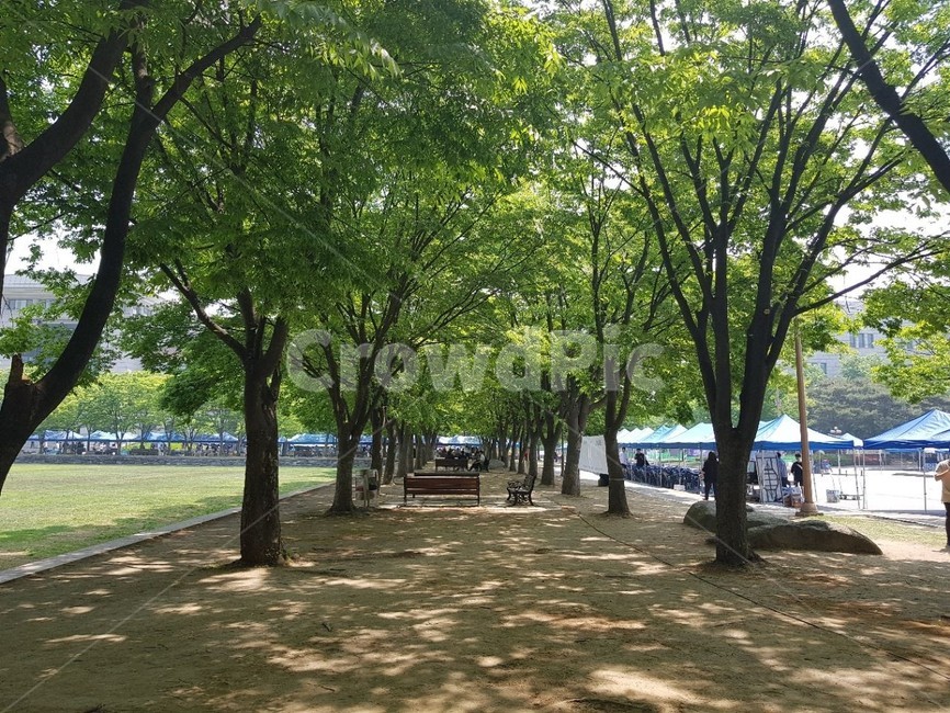 캠퍼스,자연,초록,낮,아침,하늘,구름,나무,대학교