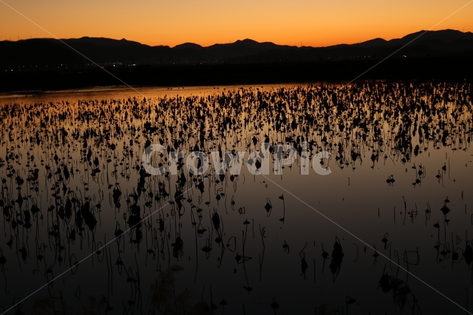 청도,혼신지,해질녘,노을,연꽃,자연,풍경,nature,landscape,land,땅,outdoors,옥외,water,물