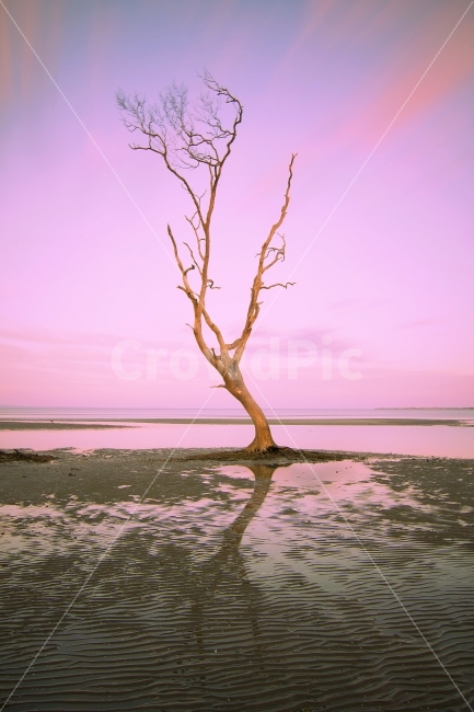 노을,풍경,해변,호주,나무,sunset,beach,바다,sea,beachmere,퀸즈랜드,queensland,australia,tree,장노출,longexposure,석양,picoftheday,photooftheday,jawdroppingshot,해변풍경,자연,nature,landscape,seascape,Peaceful,평화로운풍경,자연,풍경,nature,landscape,식물,plants,해변,바다,beach,sea,색깔,색상,색채,색감,color sense,color sensitivity,feeling of color,plant