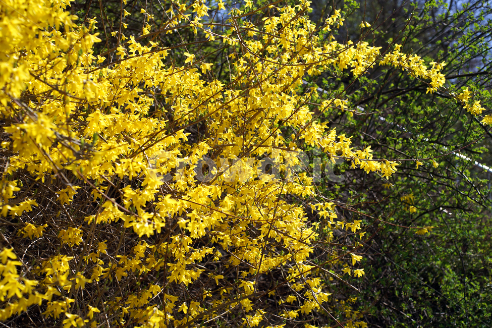 개나리,봄,노란색,식물,영춘화,꽃,봄,계절,spring,season