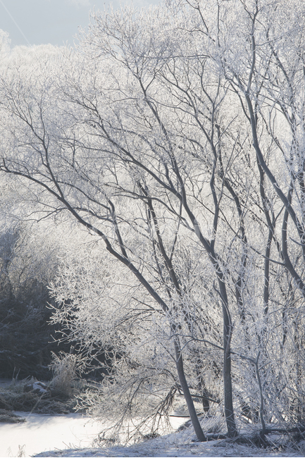 forest,chuncheon,sanggodae,tree,winter,water fog,white,snow,frost,soyang lake,waterfog,lake