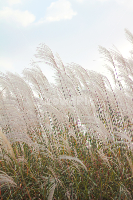 grass,plant,식물,lawn,잔디,reed,갈대,억새,억새밭,가을,계절,fall,autumn,season