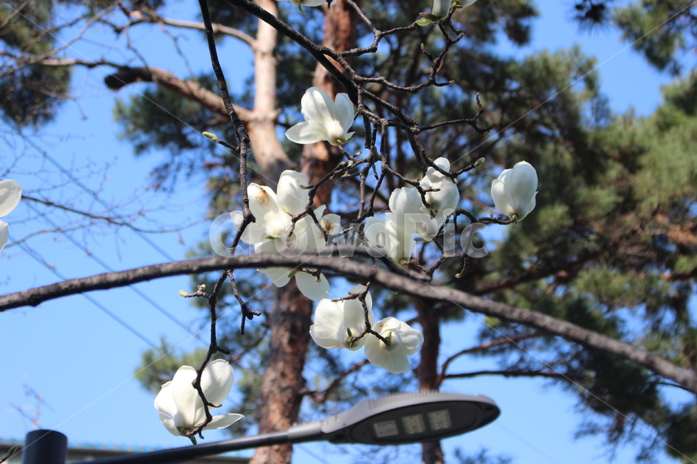 plant,식물,flower,blossom,tree,magnolia,꽃,나무,목련