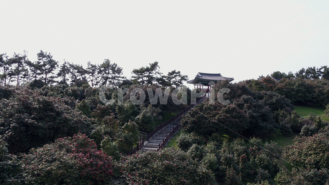 동백,동백정,동백꽃,꽃,자연,풍경,바다,flower,nature,landscape,sea,경치