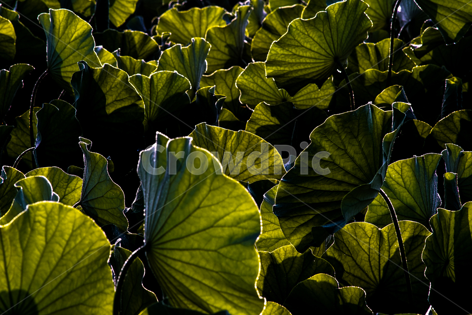연,연밭,연잎,수생,식물,식물,자연,plants,nature