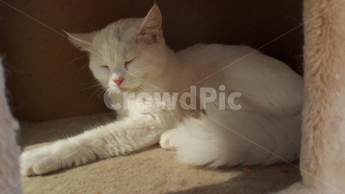 애완동물,고양이,반려동물,야옹이,cat,동물,펫