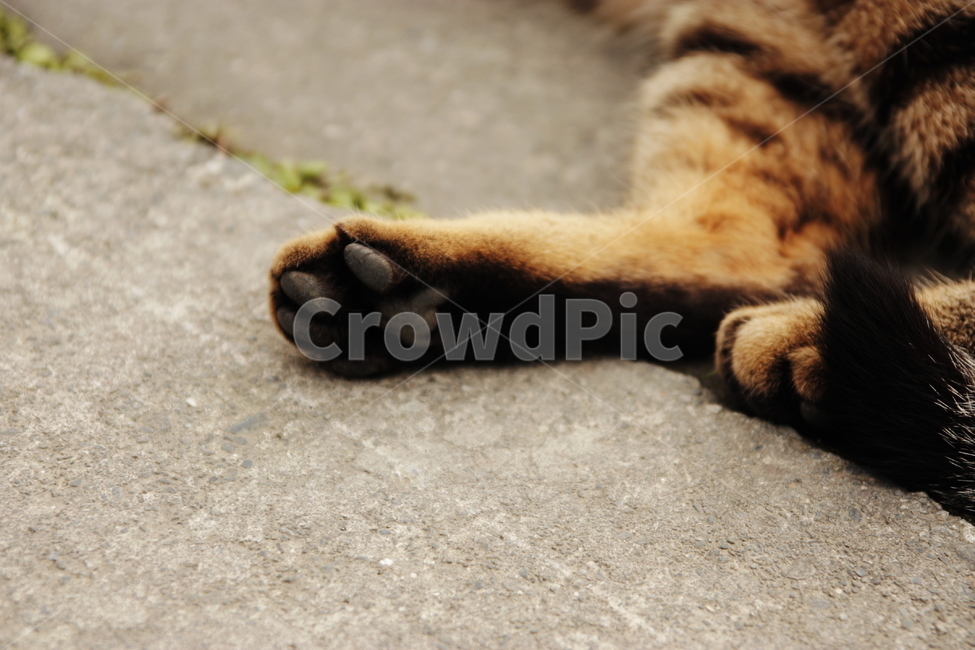 cats paw,cat,animal,Meatball