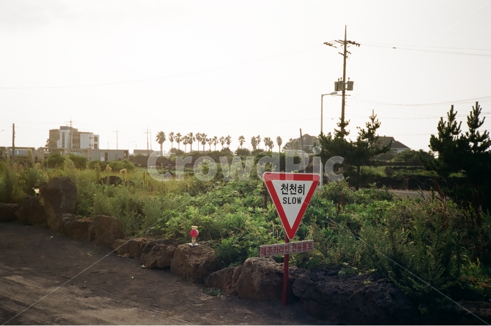 길가,제주도,빛,필카,필름카메라,제주,자연,풍경,nature,landscape,한국자연풍경,한국자연경관,korea nature landscape,제주도,jeju,jeju island,감성,sensible,feeling