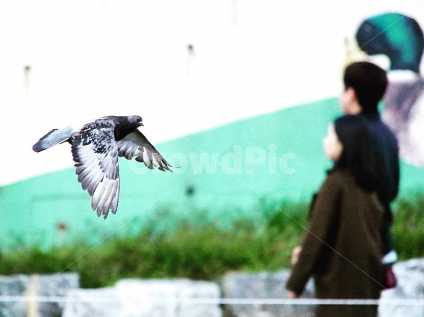 새,조류,날개,비둘기,온천천,부산,탐조,동물,animal,조류,새,birds,사람,인물,인간,human,person,연인,커플,사랑,lover,couple,인물실루엣,사람실루엣,character silhouette,human silhouette,bird