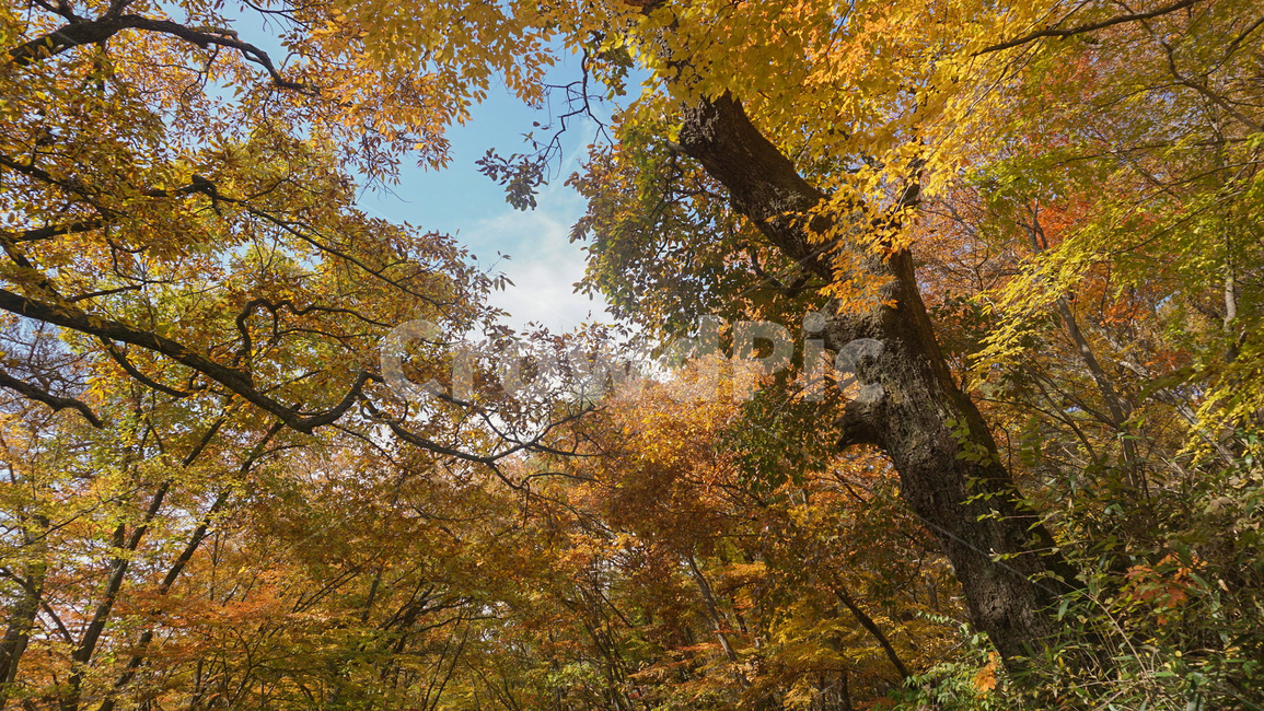 가을,나무,자연,fall,단풍,nature,가을,계절,fall,autumn,season,자연,풍경,nature,landscape,식물,plants,나무,trees,wood,tree,plant,tree trunk,나무 줄기