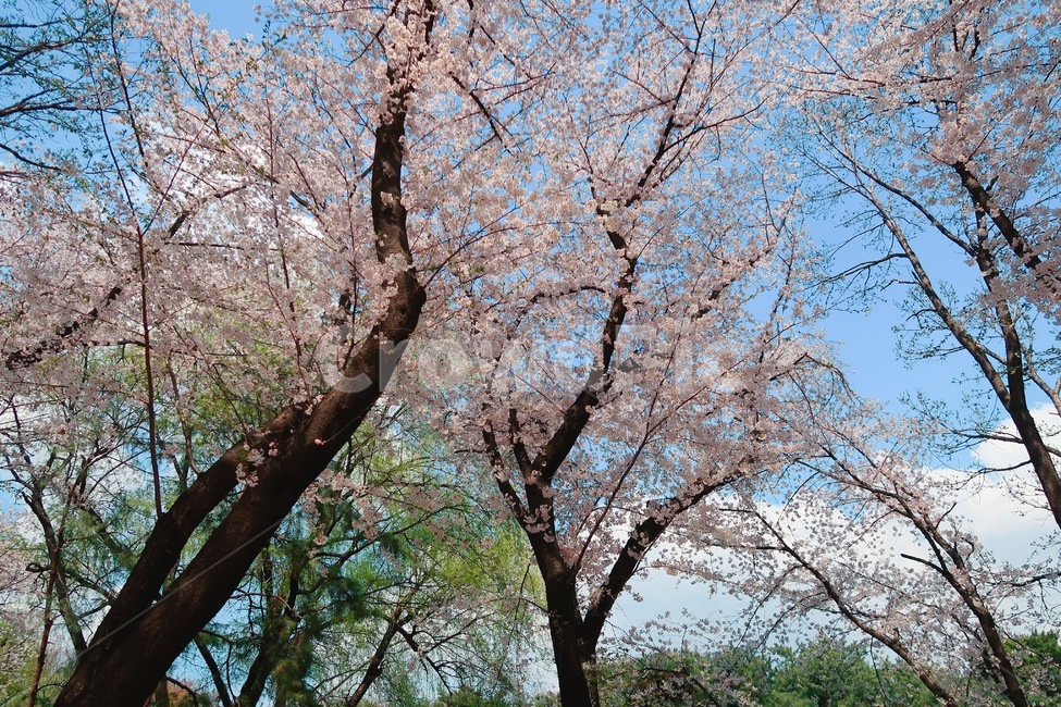 벚꽃,봄,벚꽃나무,봄꽃,꽃