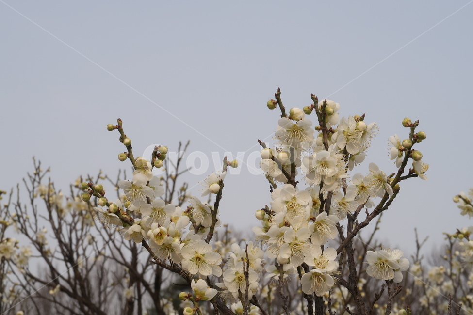식물,꽃,flower,plant,blossom,봄,spring,계절,season,자연,nature,감성,봄꽃