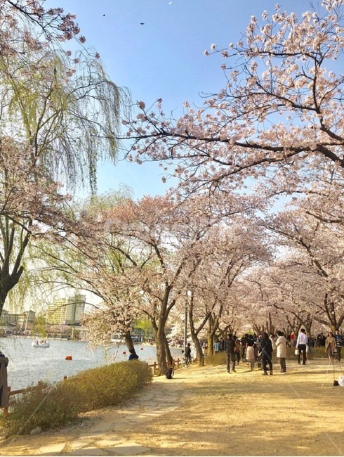 봄,spring,벚꽃,cherryblossoms,blossom,봄,계절,spring,season,plant,식물