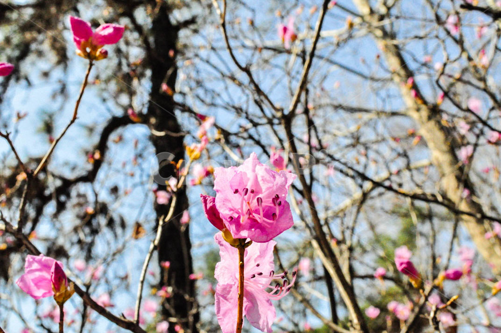 plant,식물,blossom,flower,꽃,식물,자연,plants,nature,꽃,flower