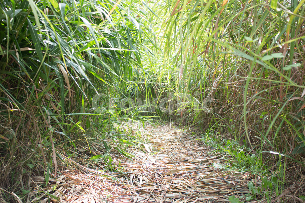 자연,경치,풍경,휴식,나무,산,식물,자연,plants,nature
