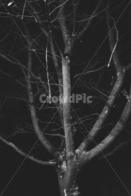 자연,공원,나무,밤,흑백,필름느낌,필름,배경,백그라운드,감성,식물,자연,plants,nature,나무,trees,wood,흑백,모노톤,monochrome,black and white