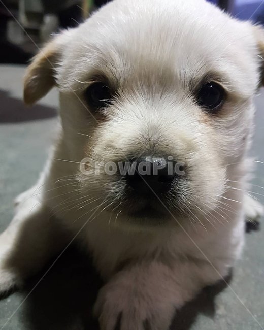 애완동물,강아지,반려견,동물,dog,pet