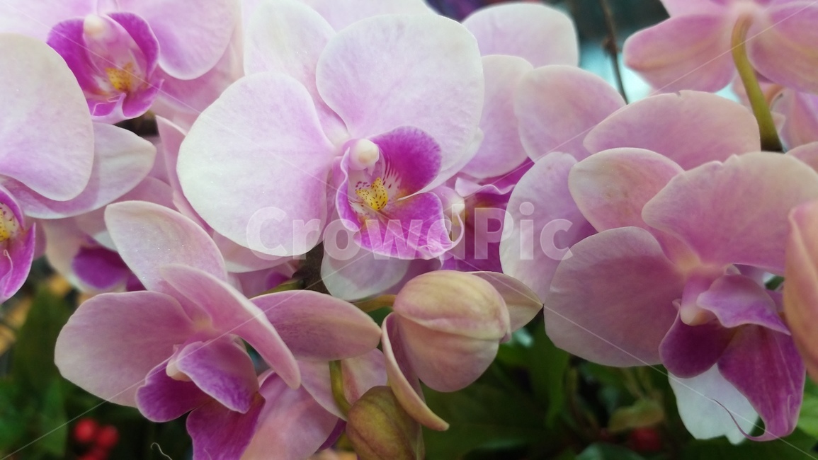 꽃,봄소식,봄꽃,예쁜꽃,식물,blossom,plant,flower,geranium,난꽃,꽃잎,계절,자연,꽃사진,spring,웹용,색상,색채,색감,season
