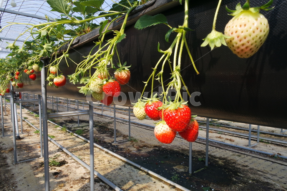 딸기체험,딸기하우스,딸기농장,strawberry,딸기,plant,식물,fruit,음식,food,과일