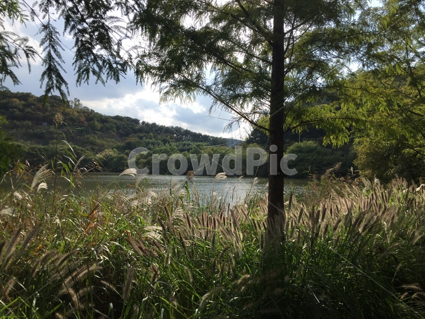 자연,풍경,길,나무,nature,자연,풍경,nature,landscape,grass,잔디,plant,식물,outdoors,옥외,land,땅