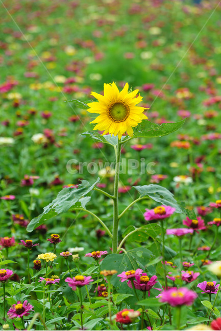 꽃,해바라기,백일홍,자연,식물,flower,sunflower,plants,식물,자연,plants,nature,꽃,flower