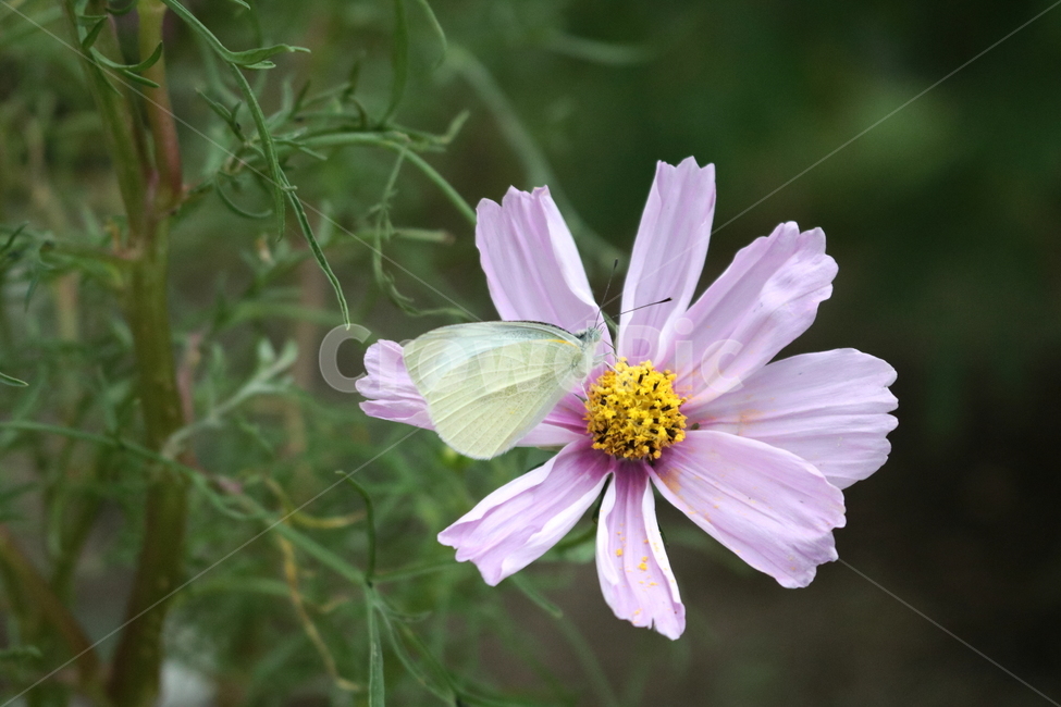 나비,곤충,흰나비,배추흰나비,동물,꽃,코스모스,코스모스꽃,자연,식물,자연,plants,nature,꽃,flower,동물,animal,곤충,벌레,insect,bug