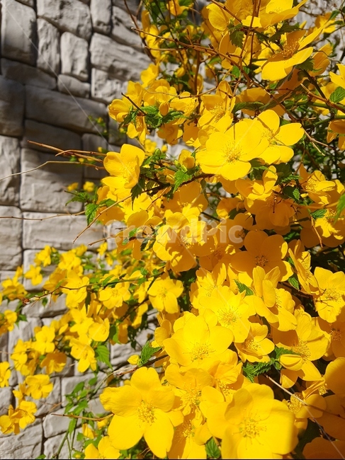 봄,황매화,꽃,따뜻,노란꽃,매화,spring,flower,yellowflower,warm,식물,자연,plants,nature,꽃,flower