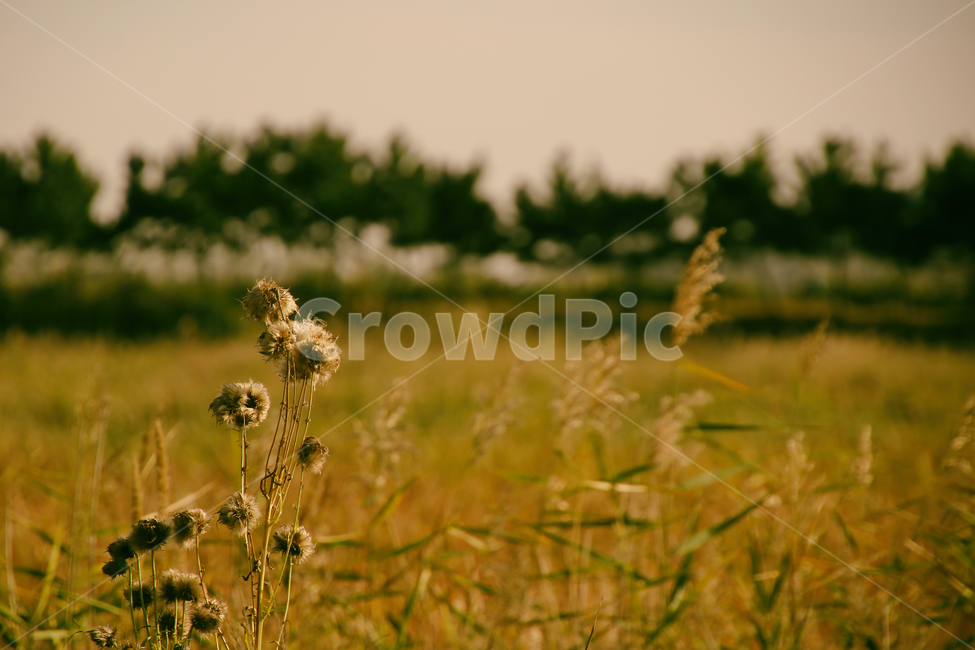 가을,감성,억새,풍경,자연,가을,계절,fall,autumn,season,자연,풍경,nature,landscape,grass,잔디,plant,식물