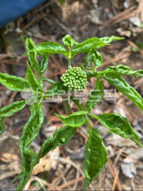잎,flower,꽃,장뇌삼,장뇌삼꽃,인삼,10년장뇌삼