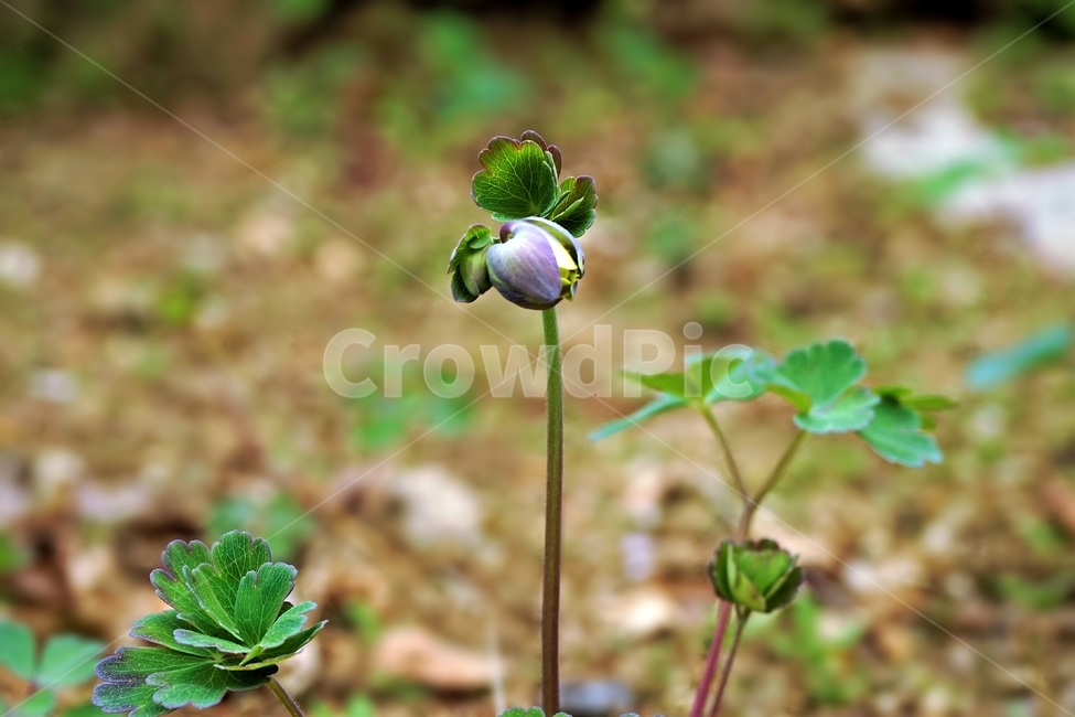 매발톱꽃,봄,꽃봉우리,columbine,bud,leaves,beforeflowering,nature,plant,식물,자연,plants,nature,꽃,flower