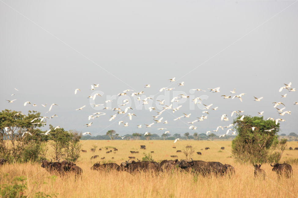 아프리카,사파리,우간다,버팔로,새,야생동물,자연,풍경,nature,landscape,해외,외국,세계,foreign,oversea,world,세계자연풍경,해외자연풍경,외국자연풍경,world nature landscape,동물,animal,포유류,mammal,조류,새,birds,outdoors,옥외,savanna,대초원,grassland,목초지,field,들