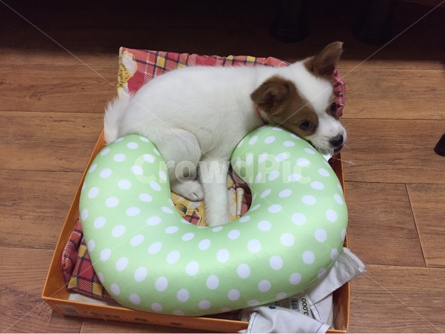 강아지집,새끼강아지,귀여운강아지,강아지베게,아기강아지,믹스견