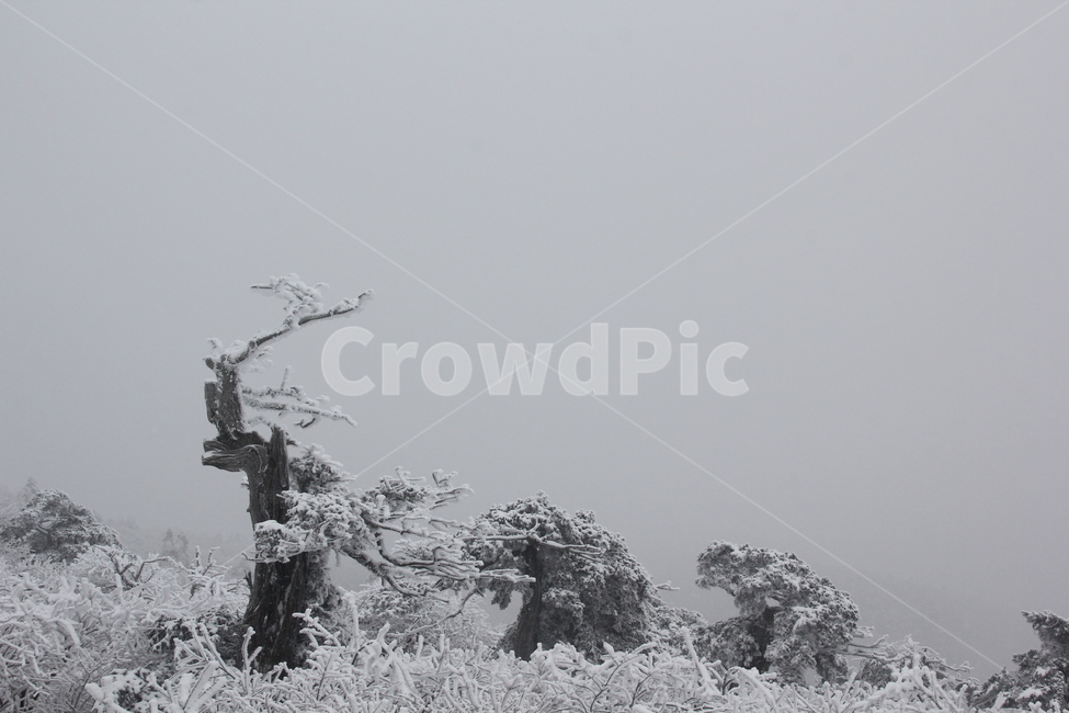 산,설경,풍경,겨울,나무,겨울,계절,winter,season,식물,자연,plants,nature,나무,trees,wood
