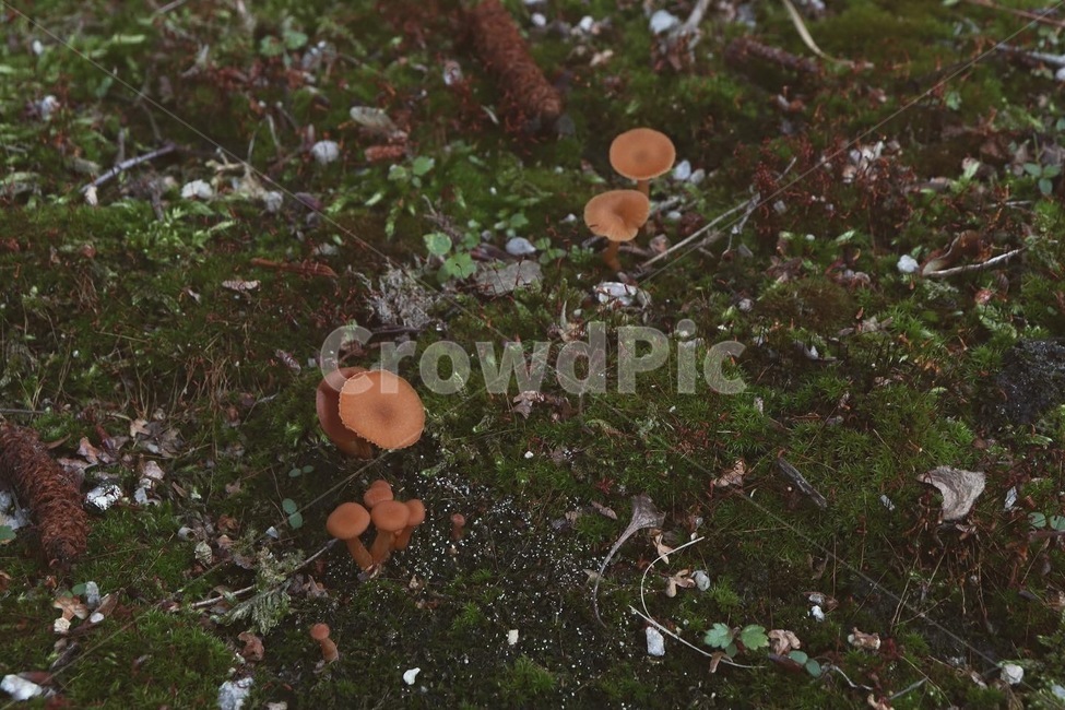 식물,plant,자연,계절,flower,nature,감성사진,감성,색상,색채,채도,색감,버섯,이끼,잎,풀,경치