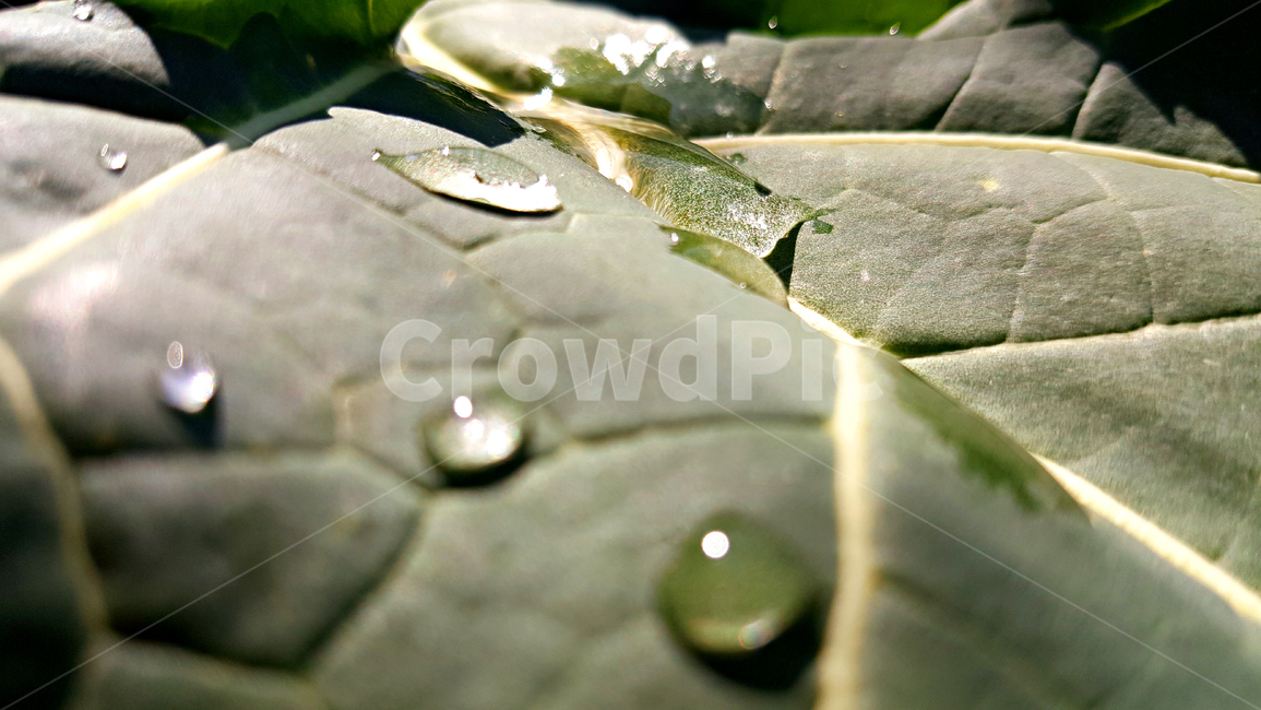 유채,빗방울,비,유채잎,식물,잎,leaf,plant,물방울,작은물방울,자연
