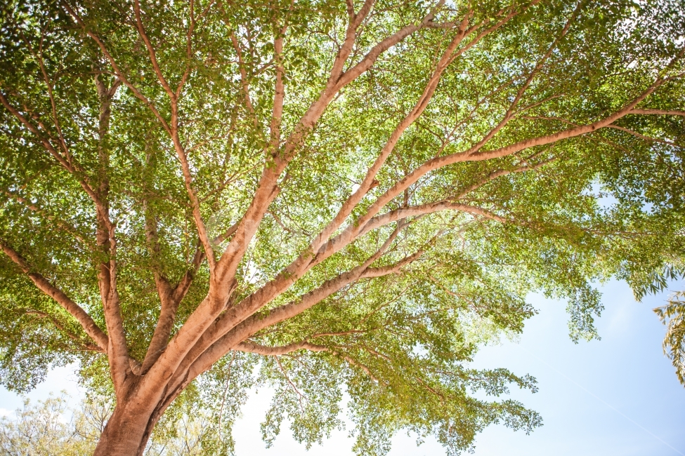 나무,그늘,우간다,아프리카,여행,식물,자연,plants,nature,나무,trees,wood