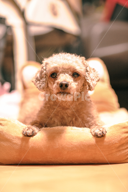 반려동물,강아지,귀여움,쪼끄매,앉아,아련함,푸들,푸들털,곱슬,동물,animal,포유류,mammal,개,강아지,dog,doggy