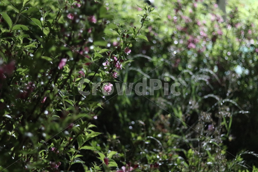 붉은병꽃나무,5월,맑음,자유,빛,식물,자연,plants,nature,꽃,flower,휴식,힐링,rest,relaxation,healing